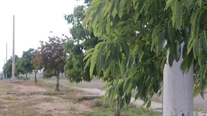 Qurtaba City Initiates Tree Plantation