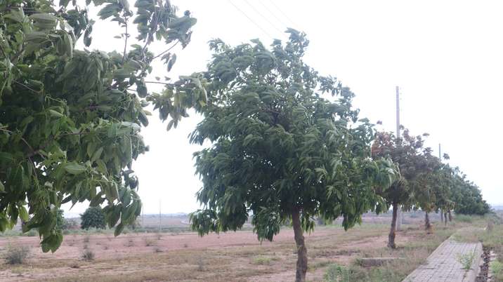 Tree Plantation Drive During Monsoon Season