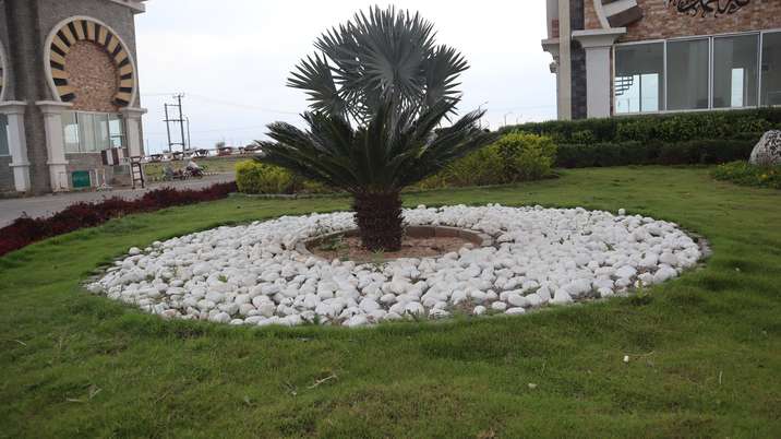 Tree Plantation Drive During Monsoon Season