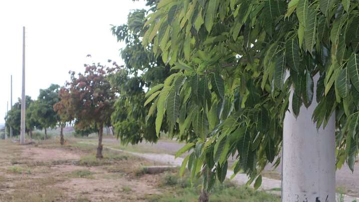 Tree Plantation Drive During Monsoon Season