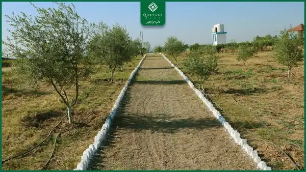 Qurtaba City: Olive Grove and a Green Future Qurtaba City is taking significant steps toward creating a sustainable and eco-friendly community. One of the flagship initiatives in this journey is the establishment of a magnificent Olive Grove, currently housing 500 olive saplings. This grove is set to expand further, aiming to cultivate a wider area for olive growth and promote greenery across the project.