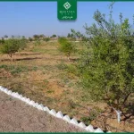 Qurtaba City: Olive Grove and a Green Future