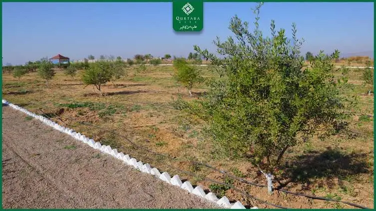 Qurtaba City: Olive Grove and a Green Future